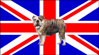 english flag dog