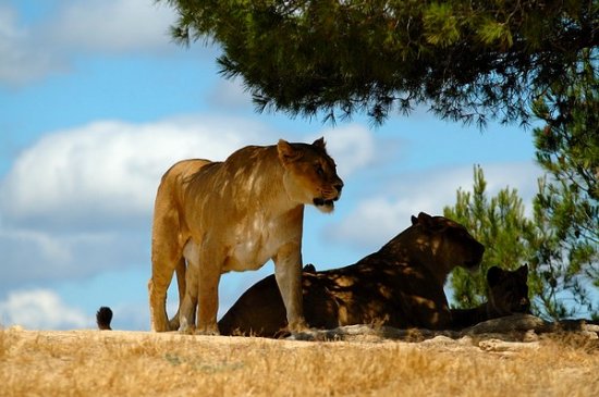 zoo de sigean